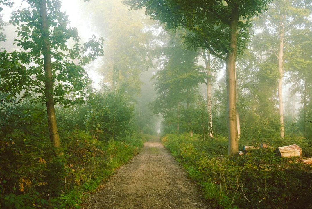 Calm forest path covered in morning mist